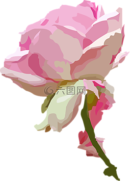 玫瑰,開(kāi)花,玫瑰綻放