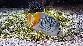 魚,水族館,異國情調(diào)