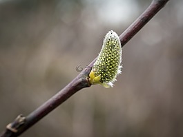 小貓,褪色柳,牧場