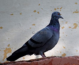 鴿子,鳥,自然