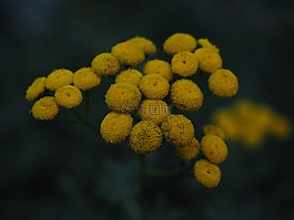 tansy,鮮花,黃色