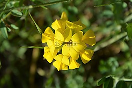 土耳其,ispir,花卉