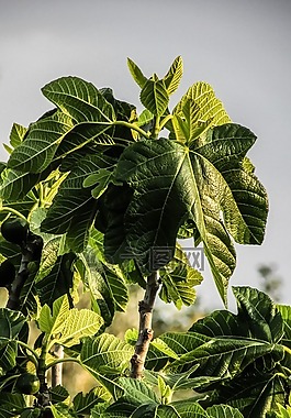 無花果樹,植物,自然