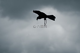 猛禽,天空,阴沉