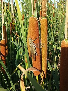 蝗蟲,里德,綠色