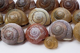 蜗牛壳,arianta arbustorum,schalenweichtiere