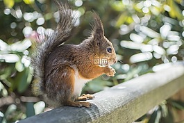 松鼠,動物,野生動物