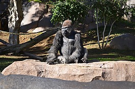 大猩猩,圣地亞哥動(dòng)物園,野生動(dòng)物
