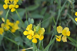 土耳其,ispir,花卉