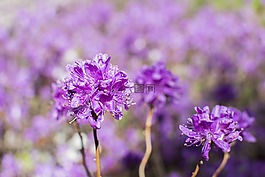 花,紫色,花的