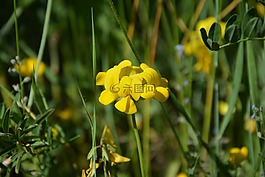 土耳其,ispir,花卉