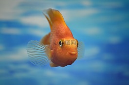 水族館,小魚,水