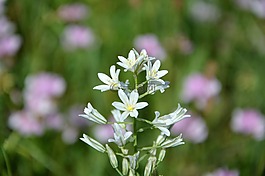 土耳其,ispir,花卉