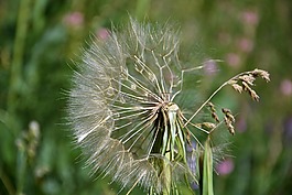 土耳其,ispir,花卉