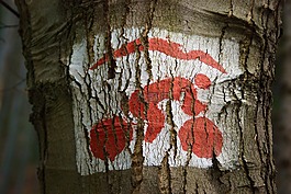 自行車道,紅色,標志
