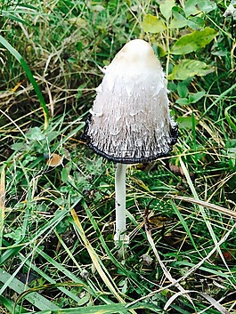 真菌,性質(zhì),森林蘑菇