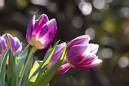 郁金香,春天的花,花