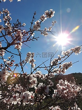 bernia,杏仁花,春天