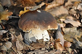 牛肝菌,cep,集合