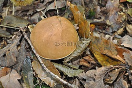 牛肝菌,cep,集合