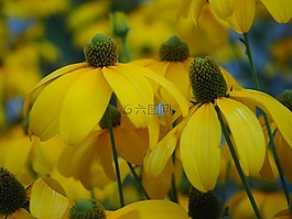 太陽(yáng)帽子,花,廠