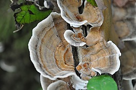 cep,集合,木材