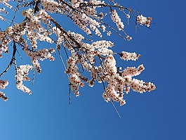 bernia,杏仁花,春天