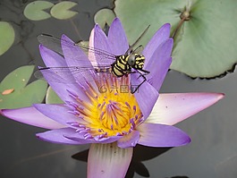水中百合,bug,蜻蜓