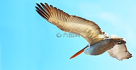 鳥,大,鵜