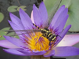 水中百合,bug,蜻蜓