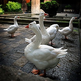 鵝,天井,教堂