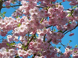 櫻桃樹,開花,自然
