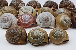蜗牛壳,arianta arbustorum,schalenweichtiere