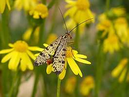 昆蟲,動物群,scorpionfly