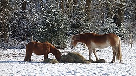 馬,冬天,雪