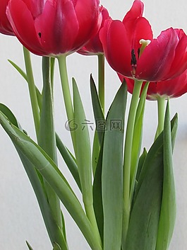 鮮花,郁金香,紅色