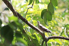 鳥,和平,樹