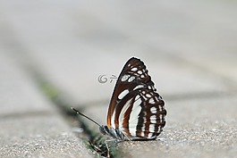 蝴蝶,飛行,鬼老虎