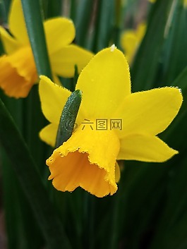 春,黃色,鮮花