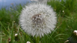 蒲公英,野花,花