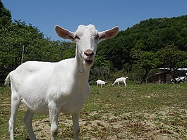山羊,牲畜,牧場