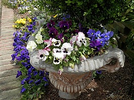 三色紫羅蘭,花園播種機(jī),混凝土缸