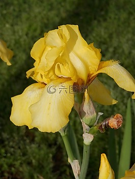 鳶尾花,花的,植物
