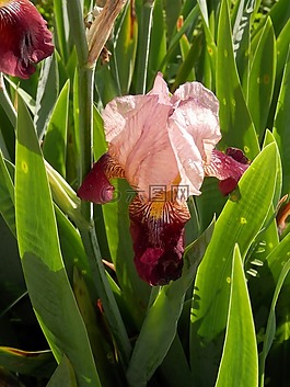 鳶尾花,設備,花