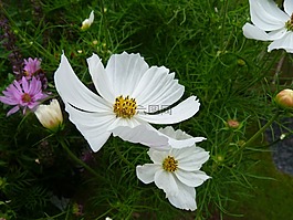 雛菊,花,盛開