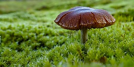 蘑菇,穆斯,綠色