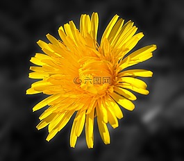 蒲公英,開花,黃色