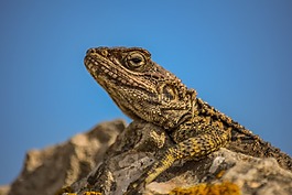 stellagama stellio cypriaca,蜥蜴,流行