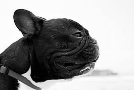 狗,海灘,動物