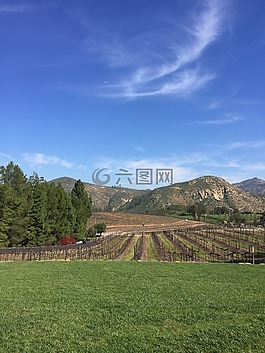 葡萄園,葡萄酒,葡萄